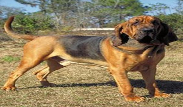 三角洲行动寻血猎犬怎么开(三角洲行动寻血猎犬具体开启步骤) 三角洲行动寻血猎犬怎么开(三角洲行动寻血猎犬具体开启步骤)